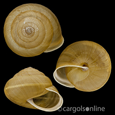 IMG_detallada/Hygromia (Riedelia) limbata limbata.jpg